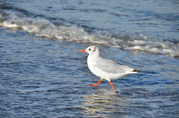 Seagull on shore