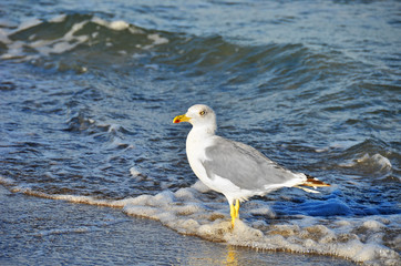 Seagull on shore