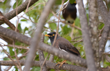 A bird on the La Digue island of the Seychelles
