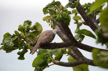 Geopelia striata on the La Digue island of the Seychelles