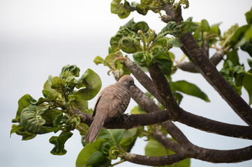 Geopelia striata on the La Digue island of the Seychelles