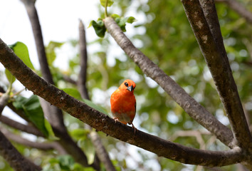 A Foudia  bird on the La Digue island of the Seychelles