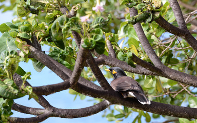 Fototapeta premium A bird on the La Digue island of the Seychelles