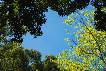 background of tree leafs and space in center against with blue sky.