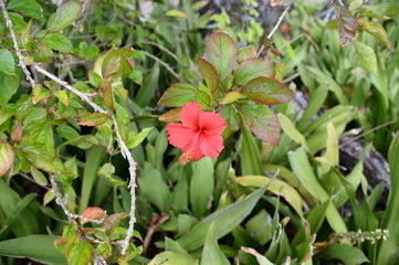 A flower on the La Digue island of the Seychelles