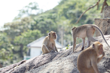 Monkey natural background
