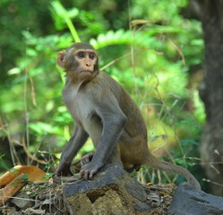 Startled Monkey