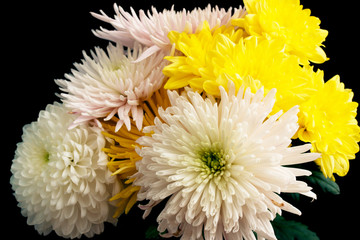 white chrysanthemums on a black background