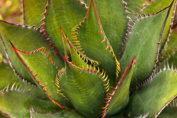 Brilliant green Agave shawii