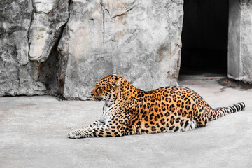 Leopard In Cage At Zoo in city of China.