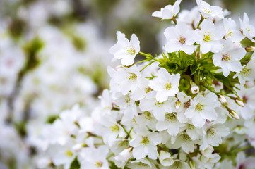 桜の花