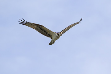 Bird osprey flying above the Los Angeles River