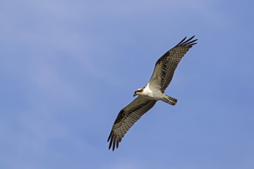 Bird osprey flying high above the Los Angeles River