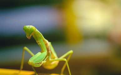 Grasshopper species Hierodula patellifera on a green background blur.