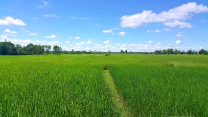 Fototapeta premium Green rice field on clear blue sky with soft white clouds background