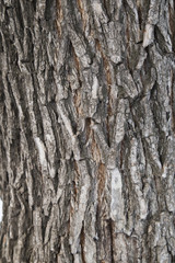 tree bark background