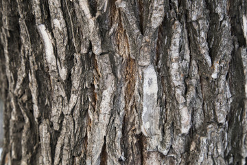 tree bark background
