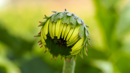 Gerbera flower bud. Selective focus.