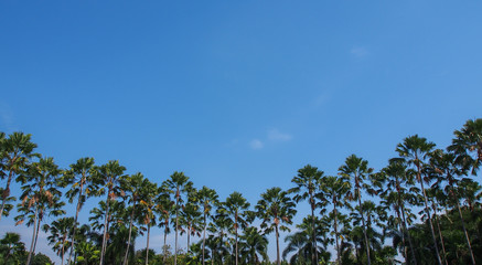 Coconut plam tree against clearly blue sky.