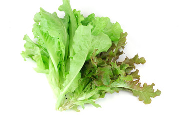 fresh lettuce isolated on the white background