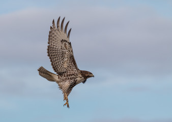 Red Tail Hawk