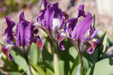 Purple iris flowers in sunshine 