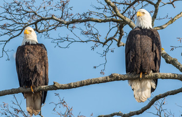 Bald Eagles