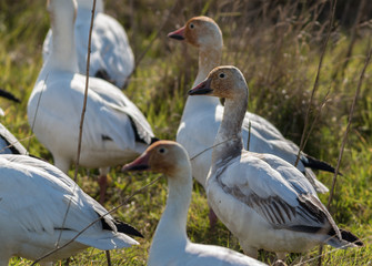 Snow Geese