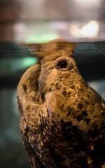 Obraz premium 120Lb Snapping Turtle
