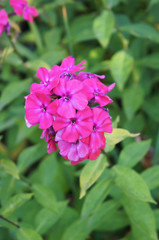 Obraz premium Branch of magenta red phlox flowers