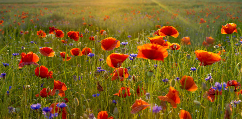 Obraz premium Wild poppies field in the evening light, panorama