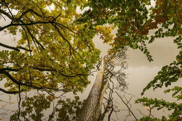 misty autumn morning on the lake