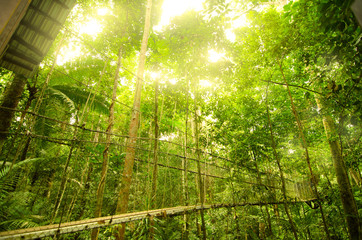 Naklejka premium canopy bridge in taman negara, malaysia