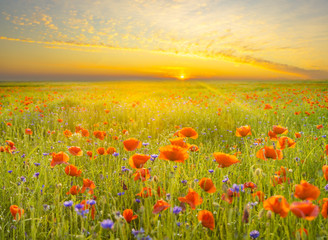 Wild poppies field in the evening light, panorama
