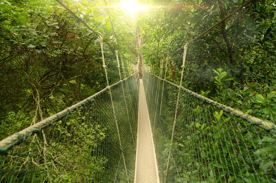 canopy bridge in taman negara, malaysia