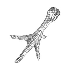 Chicken, rooster, turkey foot. Hand drawing engraving style. Domestic farm bird or hen feet. Black on white background, isolated. Vector.