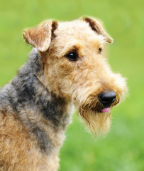 Airedale Terrier portrait