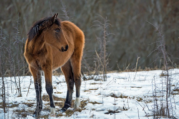 Foal grazing in winter