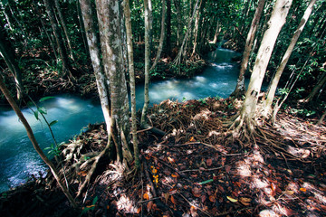 Tha Pom Klong Song Nam, a tropical forest with steam in Krabi, Thailand.