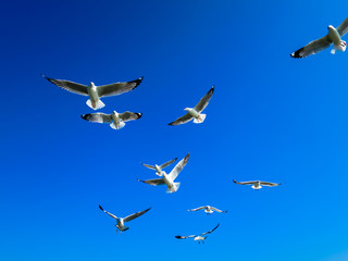 Seagulls flying on blue sky