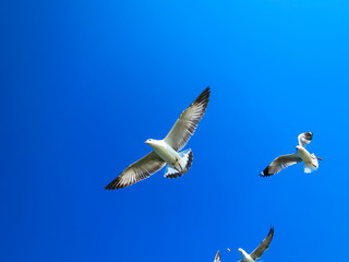 Seagulls flying on blue sky eating food