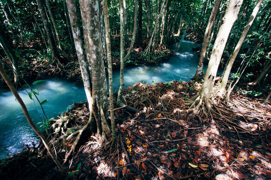 Fototapeta Tha Pom Klong Song Nam, a tropical forest with steam in Krabi, Thailand.