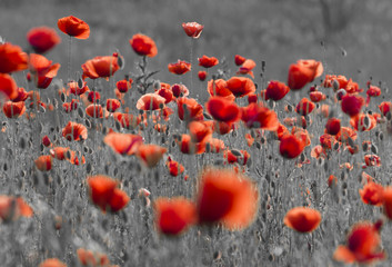 Wild poppies field in the evening light, panorama-black and white version