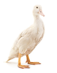 White duck.