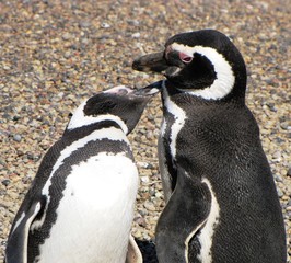 Pareja de pingüinos besándose en Puerto Madryn, Argentina.