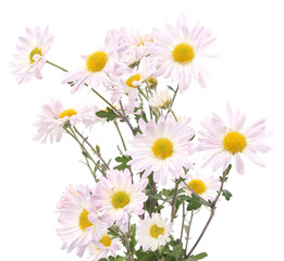 Obraz premium White chamomile.