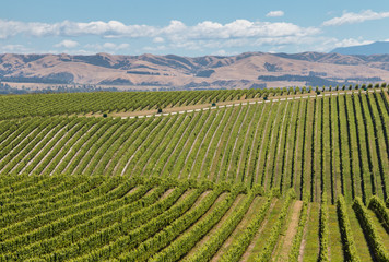 Fototapeta na wymiar rolling hills with vineyards in summertime