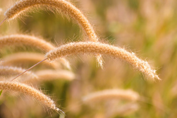 Obraz premium Grass flowers background on the field. Soft focus.
