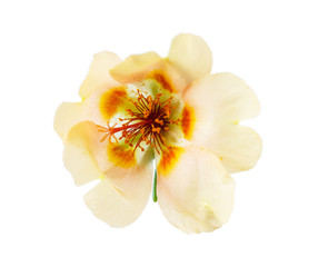 Obraz na płótnie Canvas purslane flower isolated