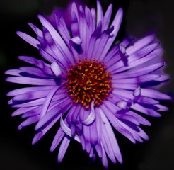 Obraz premium lilac flower on a black background
